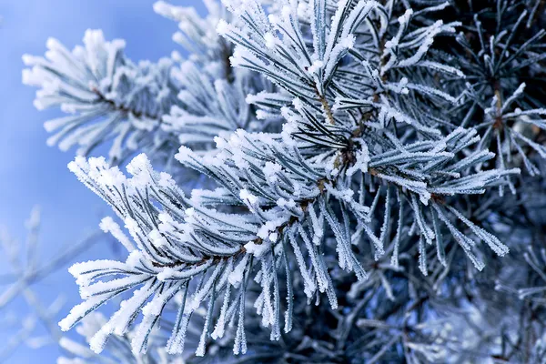 Frost auf Kiefern — Stockfoto