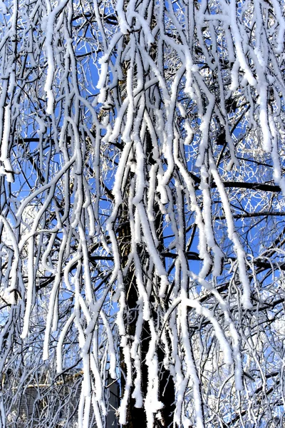 Frost an der Birke — Stockfoto