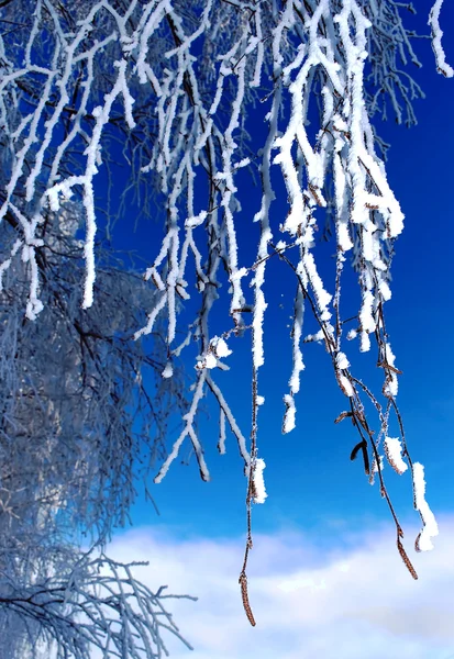 Snow-frost branches of birch — Stock Photo, Image