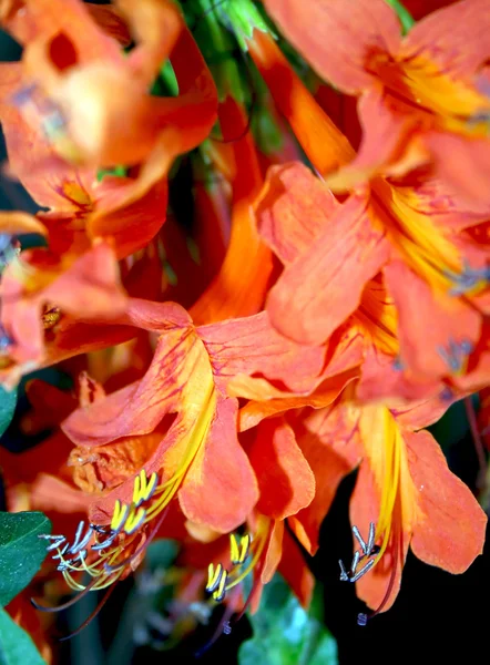 Rododendros naranjas y amarillas — Foto de Stock