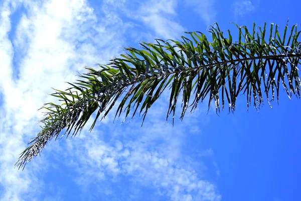 Palm on blue sky — Stock Photo, Image