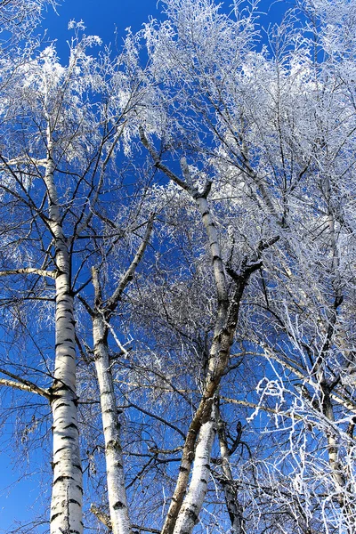 Birchs σε ένα παγετός — Φωτογραφία Αρχείου