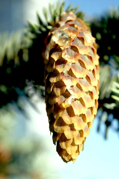 Branch of blue fir-tree with a cone — Stock Photo, Image