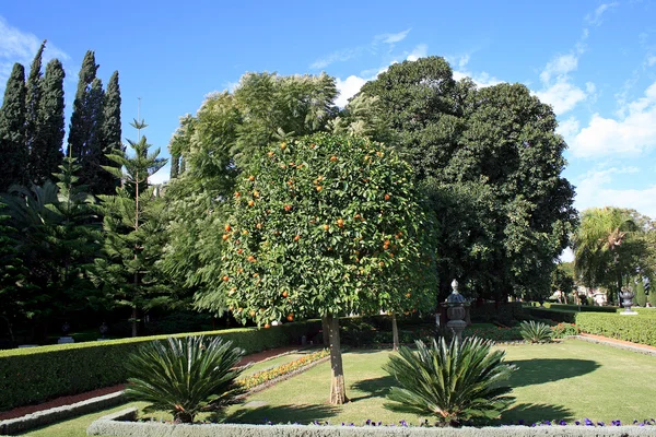 Mandarine tree in Bahai garden — Stock Photo, Image