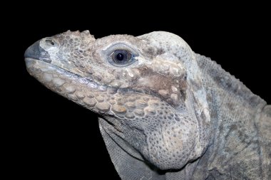 Horned ground iguana clipart