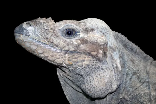 Iguana-de-chão-chifre — Fotografia de Stock