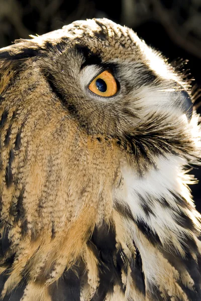 Portrét moudrá sova — Stock fotografie