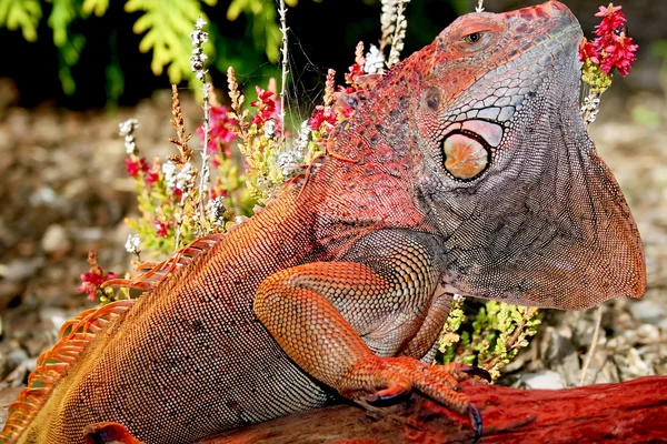Iguana — Stock Photo, Image