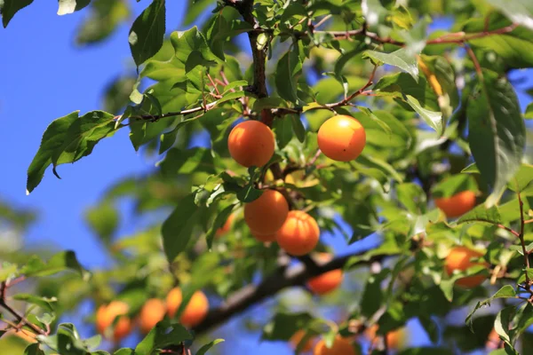 stock image Bright berries of a cherry plum