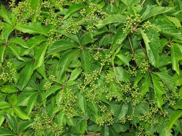 stock image Bright green leaves of hop