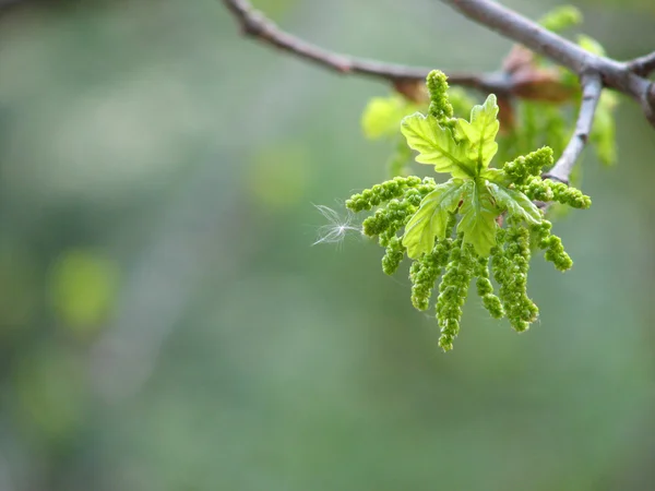Blossoming oak with a poplar fuzz — Stock Photo, Image