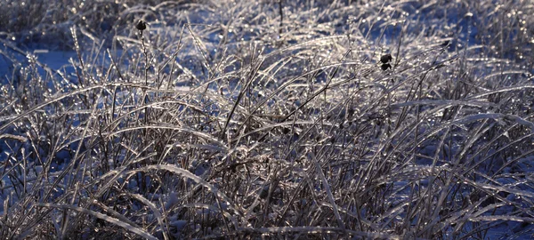 stock image The iced over stalks of a winter grass