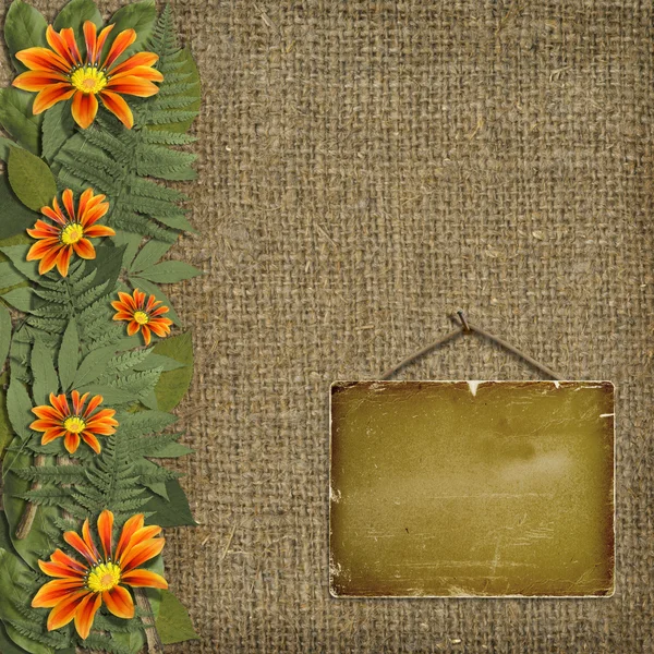 Herbář květin a listí — Stock fotografie