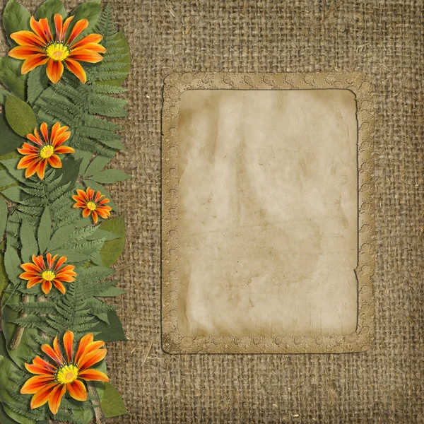 Herbarium of flowers and leaves with frame on t — Stok fotoğraf