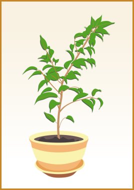 Rubber plant in pot clipart