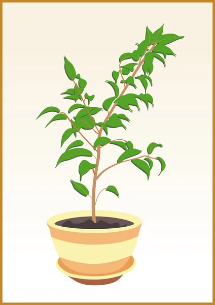 Rubber plant in pot — Stock Vector