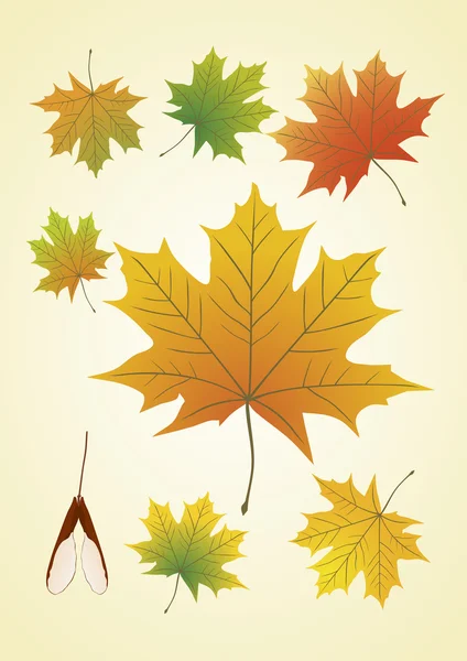 Podzimní javorové listy — Stock fotografie zdarma