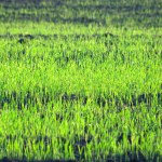 Grass green meadow summer Grass green meadow summer