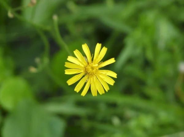 Kleine gele bloem op groene achtergrond — Stockfoto