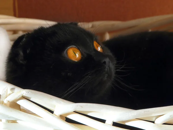 Pisica în coș — Fotografie de stoc gratuită