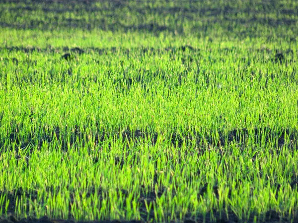 Grass groene weide zomer — Gratis stockfoto