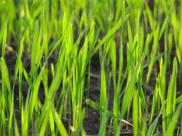 Green grass macro verse landschap — Stockfoto