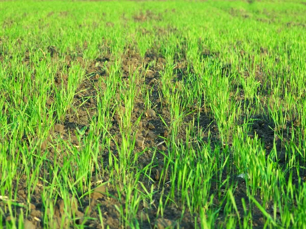 Paisagem de prado verde grama — Fotos gratuitas