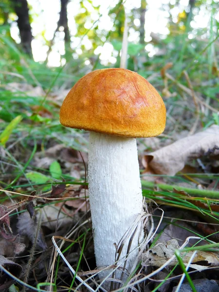 Ciuperci în pădure toamna — Fotografie de stoc gratuită