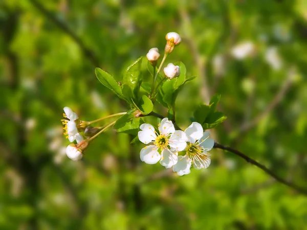 Blossoming tree — Free Stock Photo