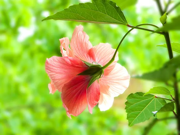 Flor de hibisco — Foto de stock gratis