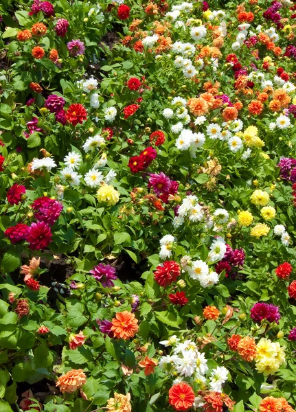 Hermosas flores de color — Foto de Stock