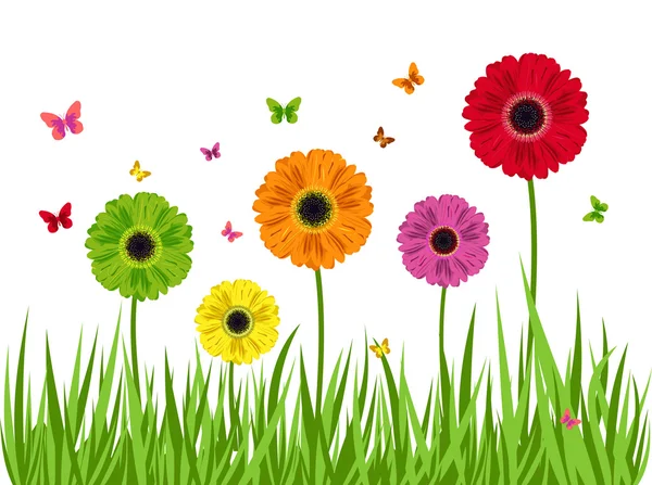 Renk izole gerbera çiçekleri — Stok fotoğraf