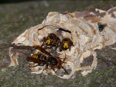 hornet bir ağaç üzerinde bir arı
