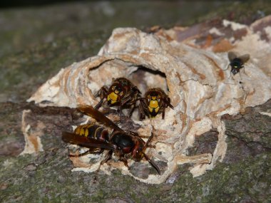 Wasps a hornet on a tree clipart