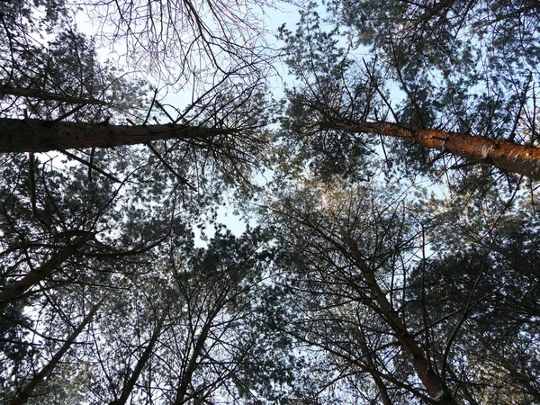 stock image Winter trees forest