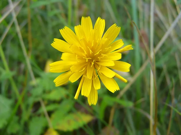 Çiçek yaprakları sarı — Stok fotoğraf