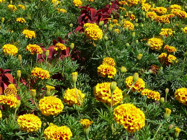 Pétalos de flores amarillo — Foto de Stock