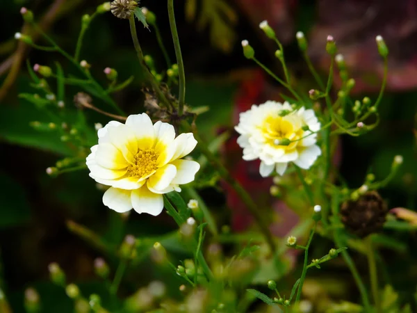 Пелюстки квітки ромашки — стокове фото