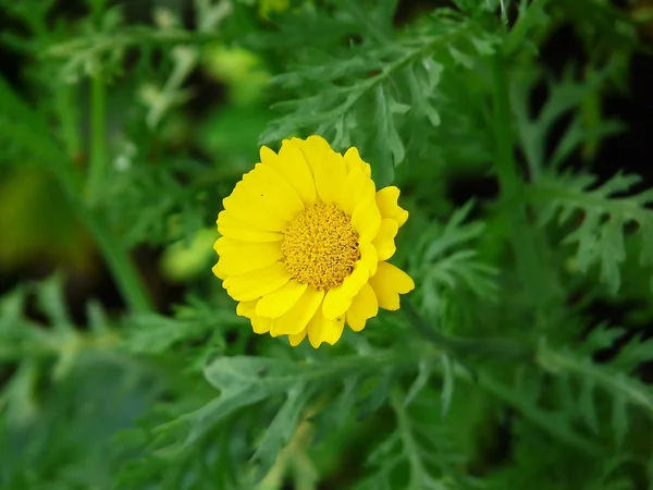 Bloemblaadjes van de bloem geel — Stockfoto
