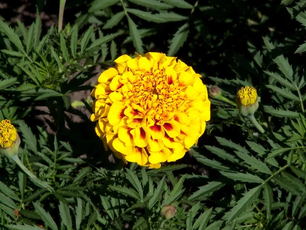 Bloemblaadjes van de bloem geel — Stockfoto