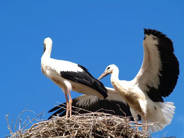 Storks — Stock Photo, Image