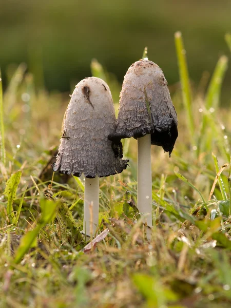 stock image Mushrooms