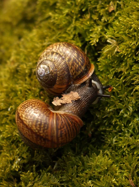 stock image Snails