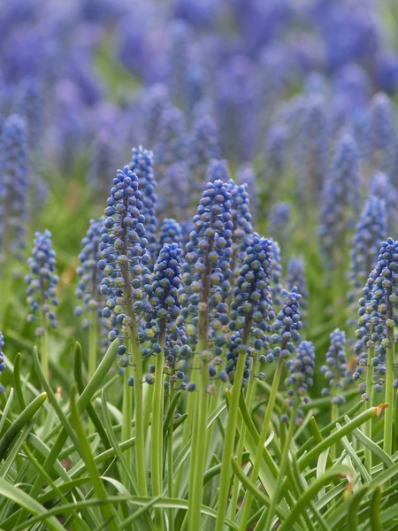 stock image Muscari