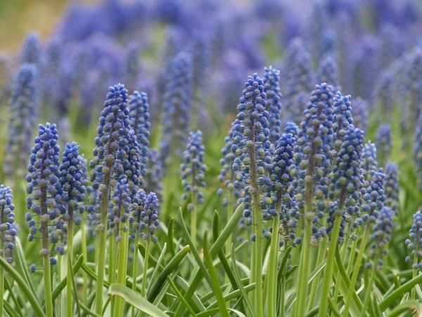 stock image Blue flowers