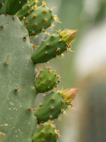 stock image Cactus