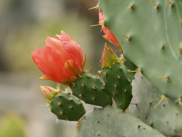 Stock image Cactus