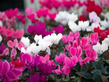 Cyclamens clipart