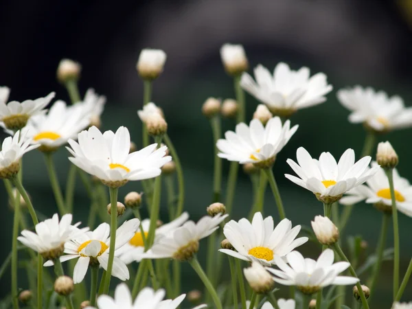 stock image Daisies