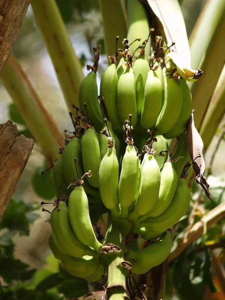 Bananas tree — Stock Photo, Image